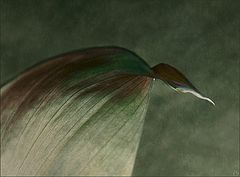 photo "disappointment"
