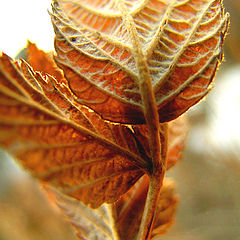 photo "Untitled photo"