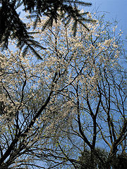 photo "Spring's Color"
