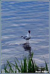 photo "on waves"