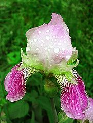 photo "Iris in the rain"