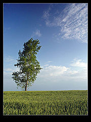 фото "Tree"