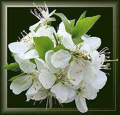 photo "Plum"
