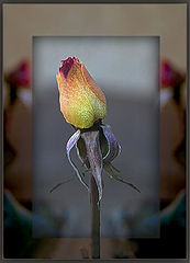 фото "flower-wint."