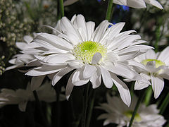 photo "Flower"