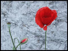 photo "flowers of June. I."