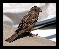 photo "Sparrow"