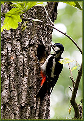 photo "Woodpecker"