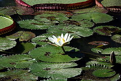 photo "Botanical Garden (Vitoria Regia)"
