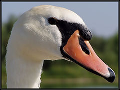 фото "Portrait of a Swan"