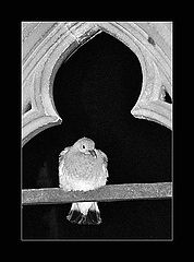 photo "The spirit of Malbork Castle"