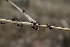 photo "Track Хо Ши the Mine"
