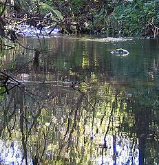 photo "Streamlet"