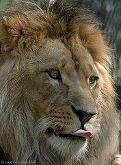 photo "probe: lion king"