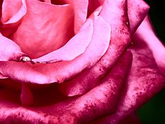 photo "Secret"