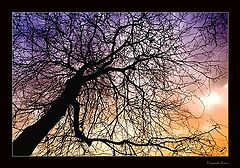 photo "Simple tree"