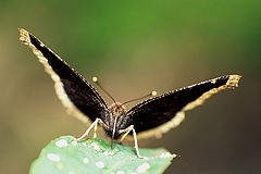 photo "Morning Cloak Butterfly"