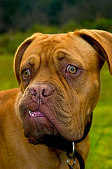 фото "my felow simon"