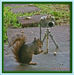 photo "Awwww Nuts !"