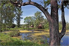 photo "Midday at an old pond"