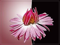 photo "Untitled photo"