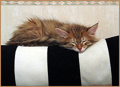 фото "ZzzZZzz"