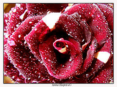 photo "wet rose"