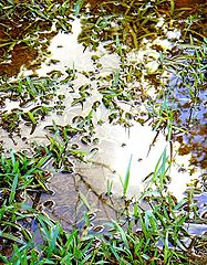 фото "water, light and grass"