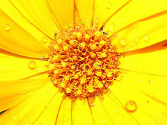 photo "Hectic life after rain"