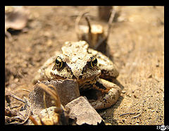 photo "Ambush"