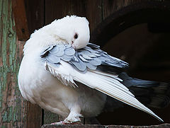 фото "..dove.."