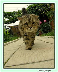 photo "From a life of  "a grey mousy ""