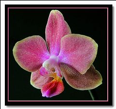 photo "phalaenopsis"