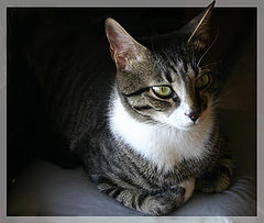 photo "My cat"