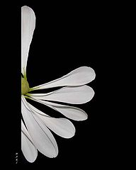 photo "..."