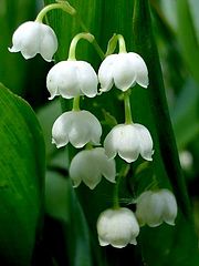 photo "Lily of the valley"