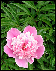 photo "Paeonia"