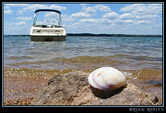 photo "Small Things on the Beach"