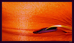 photo "Untitled photo"