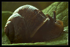 photo "Lucky"
