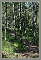 photo "June. A wood footpath"