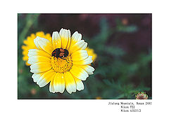 фото "flower and insect"
