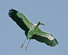 фото "gliding in"