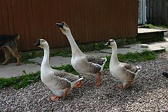 photo "It is more three to not gather"