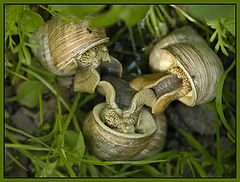 photo "...and it in mine to a garden!"