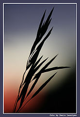 фото "Evening"