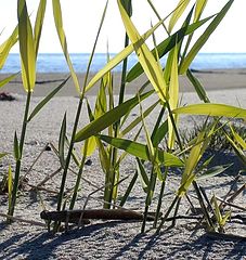 photo "reeds"