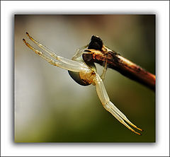 photo "I'm a bat"