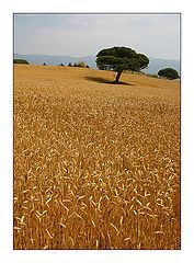 photo "Summer time"
