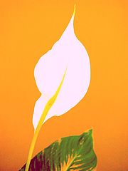 photo "Lily Variation"